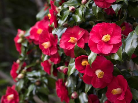 Camellia japonica 'Midnight'