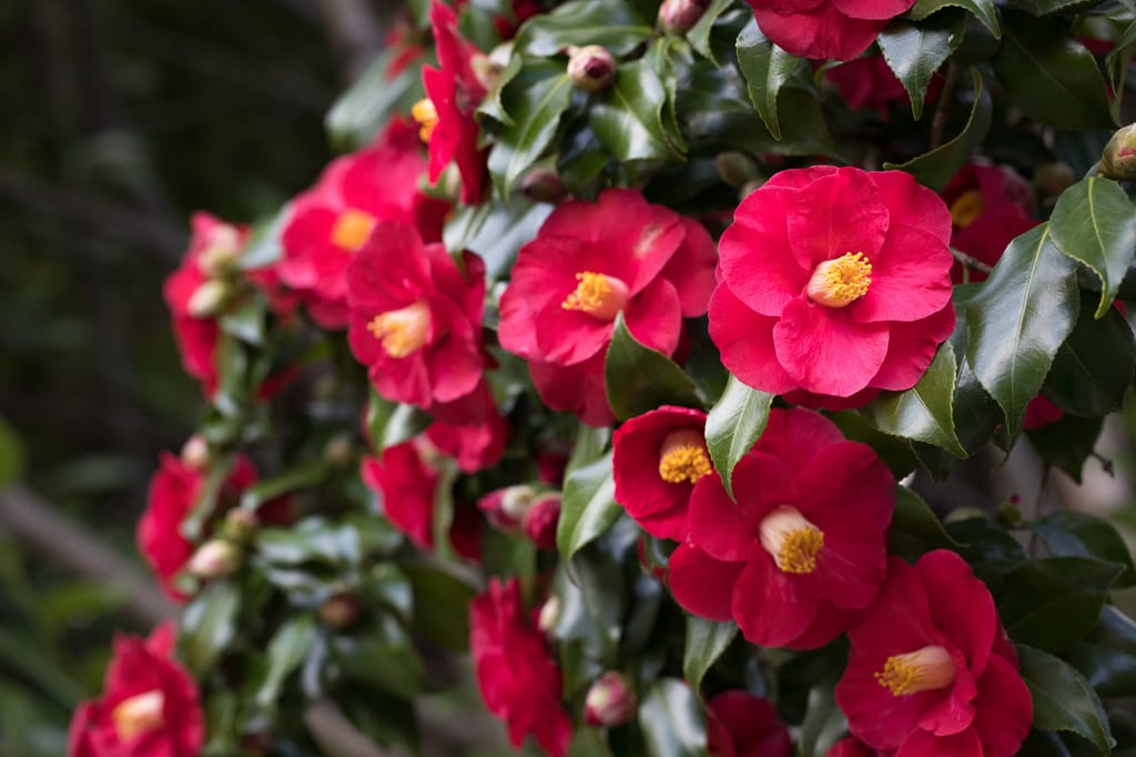 Camellia japonica 'Midnight' (camellia) shrub covered in bright crimson-red single flowers with golden stamens, among glossy dark green leaves and pale buds.