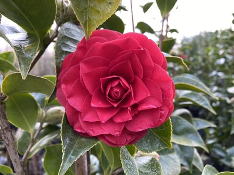 Camellia japonica 'Roger Hall'