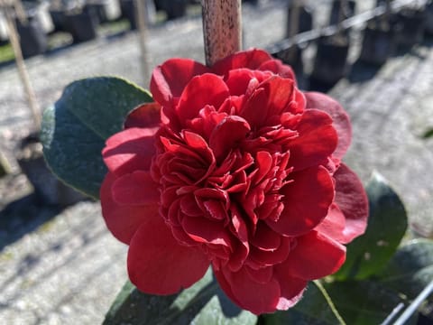 Camellia japonica 'Takanini'
