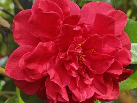 Camellia japonica 'Tom Knudsen'