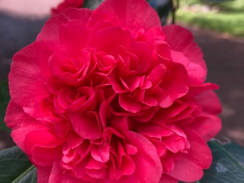 Camellia japonica 'Volcano'
