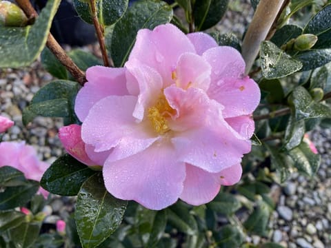 Camellia 'Nicky Crisp'