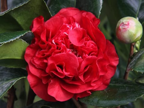 Camellia 'Ruby Wedding'