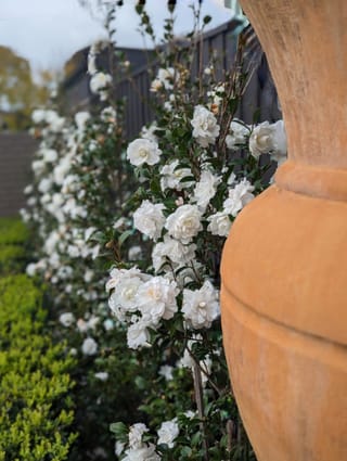 Camellia sasanqua 'Avalanche' (camellia) with double white flowers on upright branches beside a terracotta urn, with a clipped green hedge and dark fence behind.