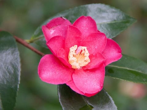 Camellia sasanqua 'Crimson King'