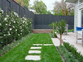 Camellia sasanqua 'Early Pearly' hedge with white flowers along a dark fence, beside a lawn with stepping stones and a timber deck.