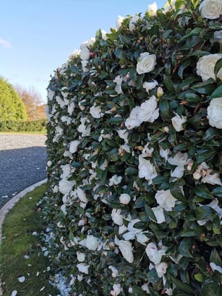 Camellia sasanqua 'Early Pearly' hedge covered in white double flowers and pink-tinged buds, with fallen petals on the lawn beside a gravel drive.