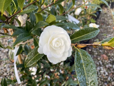 Camellia sasanqua 'Early Pearly'