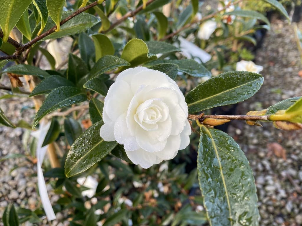 Camellia sasanqua 'Early Pearly' (camellia) with a white double flower beaten with dew, surrounded by glossy dark green leaves and buds on a branch.