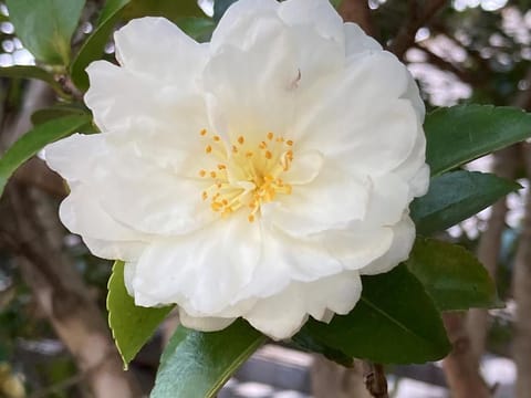 Camellia sasanqua 'Mine-no-yuki'