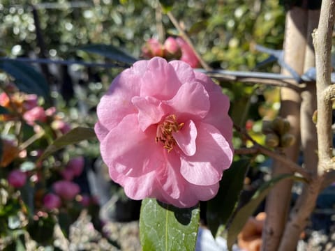 Camellia 'Spring Festival'