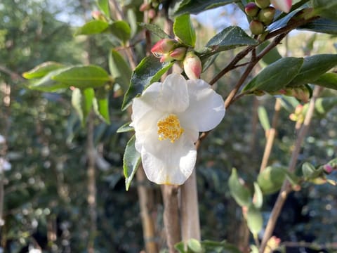Camellia transnokoensis