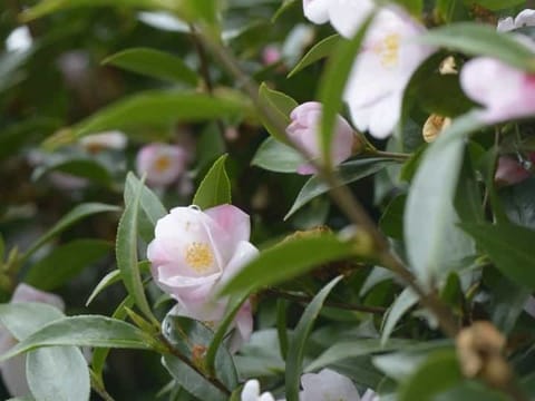 Camellia 'Transtasman'