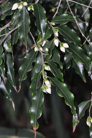 Camellia tsaii (camellia) branches with glossy dark green, slightly wavy-edged leaves and clusters of creamy white flower buds against a dark background.