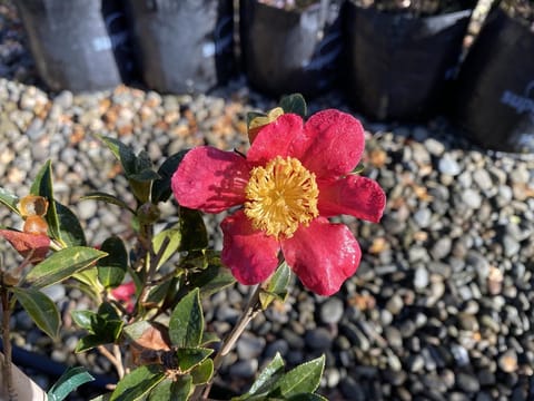 Camellia x vernalis 'Yuletide'