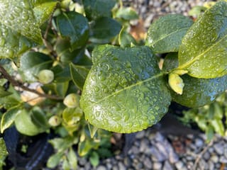 Camellia x williamsii 'Jury's Yellow' (camellia), glossy green leaves beaded with raindrops, with pale green flower buds among the foliage above gravel.