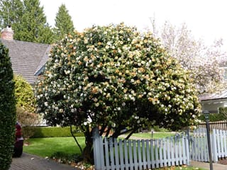 Camellia x williamsii 'Jury's Yellow' (camellia) as a rounded tree covered in cream and white flowers with dark green foliage, beside a grey picket fence.