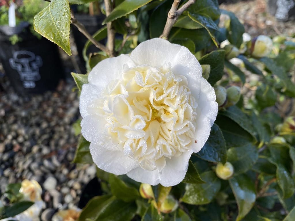 Camellia x williamsii 'Jury's Yellow' (Camellia) flower with white outer petals and a creamy-yellow ruffled centre, dewy, among glossy dark green leaves and buds.