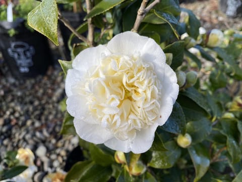 Camellia x williamsii 'Jury's Yellow'