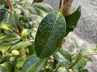 Camellia x williamsii 'Super Star' (Camellia), glossy dark green leaves beaded with raindrops, with plump green flower buds and a bamboo stake behind.