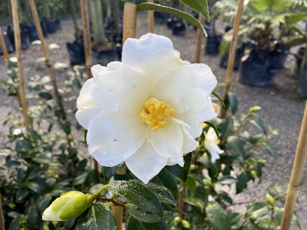 Camellia x williamsii 'Super Star' (Camellia) with a dew-covered white semi-double flower, yellow stamens and a green bud among glossy leaves in a nursery.