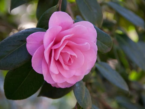 Camellia x williamsii 'Water Lily'