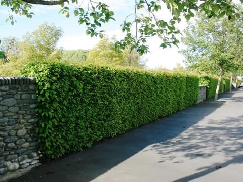 Carpinus betulus