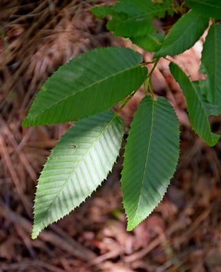 Carpinus japonica (Japanese Hornbeam) leaves, green with deeply ribbed veins and finely toothed edges, hanging from a slender stem above brown leaf litter.