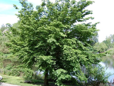 Carpinus japonica