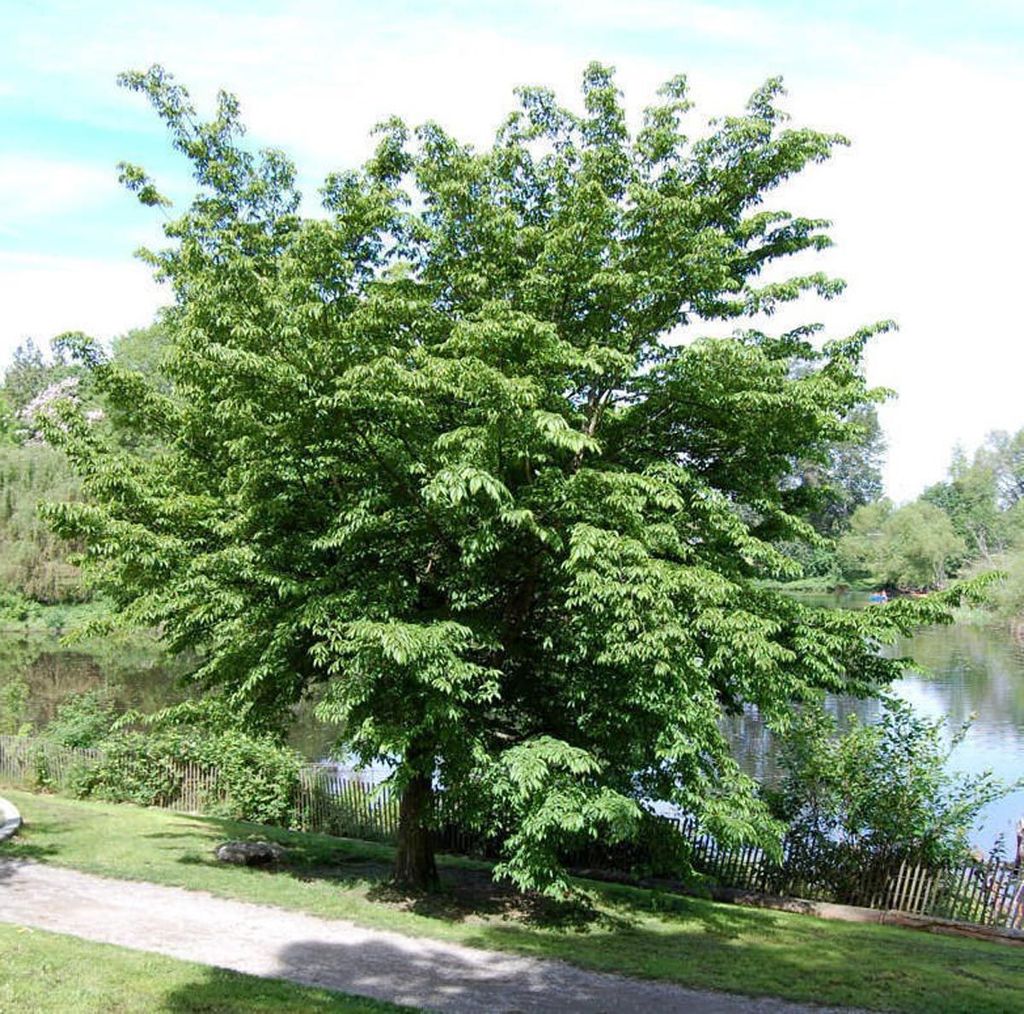 Carpinus japonica (Japanese Hornbeam), a broad deciduous tree with layered green foliage, growing on a grassy bank beside a pond and gravel path.
