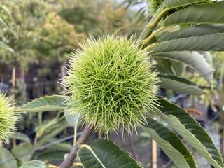 Castanea sativa '1005' sweet chestnut with a spiny green burr developing among serrated leaves, photographed in a nursery with potted plants behind.