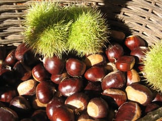 Castanea sativa '1005' sweet chestnut: glossy red-brown nuts heaped in a woven basket, with spiky green burrs resting on top.