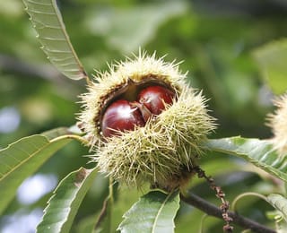 Castanea sativa '1005' sweet chestnut, with a split spiny green burr showing two glossy red-brown nuts, surrounded by serrated green leaves on the branch.