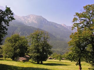 Mature Castanea sativa '1005' sweet chestnut trees with golden catkins stand in a grassy meadow with stone huts, below forested mountains.