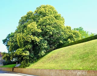 Mature Castanea sativa '1005' (Sweet Chestnut) with a broad, dense green crown dotted with yellow-green flowering catkins, beside a grassy bank and low brick wall.