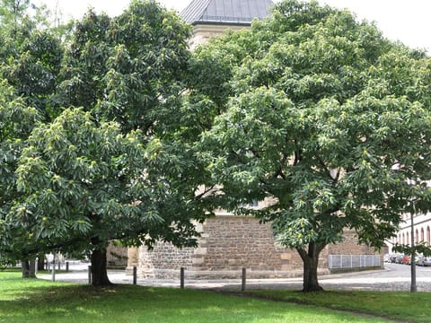 Castanea sativa '1005'