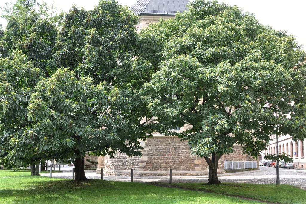 Two mature Castanea sativa '1005' sweet chestnut trees with broad, dense green crowns and spiky green burs, growing on grass beside a stone building.