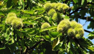 Castanea sativa (Sweet Chestnut) branches with clusters of green spiky burrs among long, toothed green leaves against a blue sky.