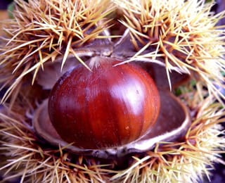 Castanea sativa (Sweet Chestnut) close-up of a glossy reddish-brown chestnut inside an open, spiky golden-green burr.