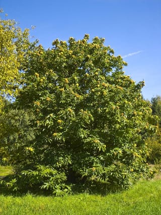 Castanea sativa (Sweet Chestnut) tree with a rounded crown of dark green leaves and yellow flowers, standing on grass under a blue sky.