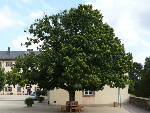 Castanea sativa