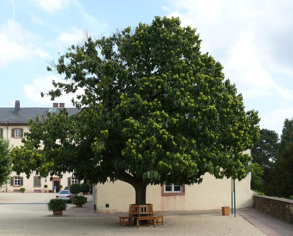 Castanea sativa (Sweet Chestnut) tree with a broad, rounded canopy of deep green leaves and spiky green burrs, standing in a gravel courtyard with a wooden bench around its trunk.