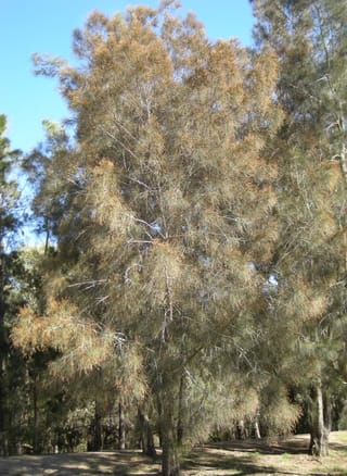 Casuarina cunninghamiana, River She-oak, a tall tree with drooping, fine grey-green branchlets tinged with rusty brown, growing among other trees against a blue sky.