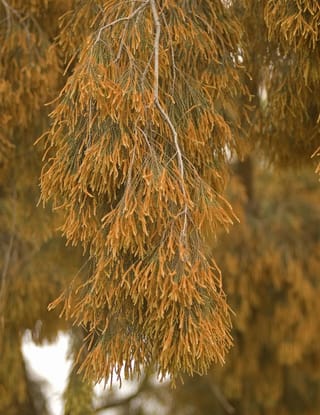 Casuarina cunninghamiana (River She-oak) branch with drooping, thread-like green foliage covered in rusty orange male flower spikes, against a blurred background.