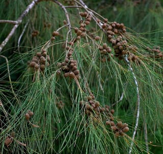 Casuarina cunninghamiana (River She-oak) branches with clusters of small brown woody cones among long, drooping, thread-like green foliage.