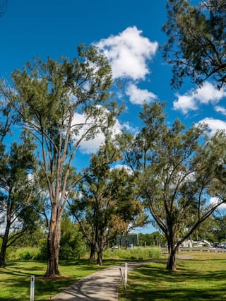 Casuarina cunninghamiana (River She-oak) trees with slender drooping grey-green foliage and rough trunks, beside a concrete path in a grassy park under blue sky.