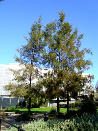 Casuarina cunninghamiana (River She-oak) trees with slender, drooping green-grey foliage and dark trunks, growing on a lawn beside a modern building under blue sky.