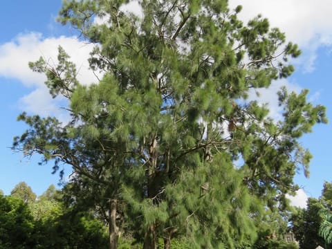 Casuarina cunninghamiana