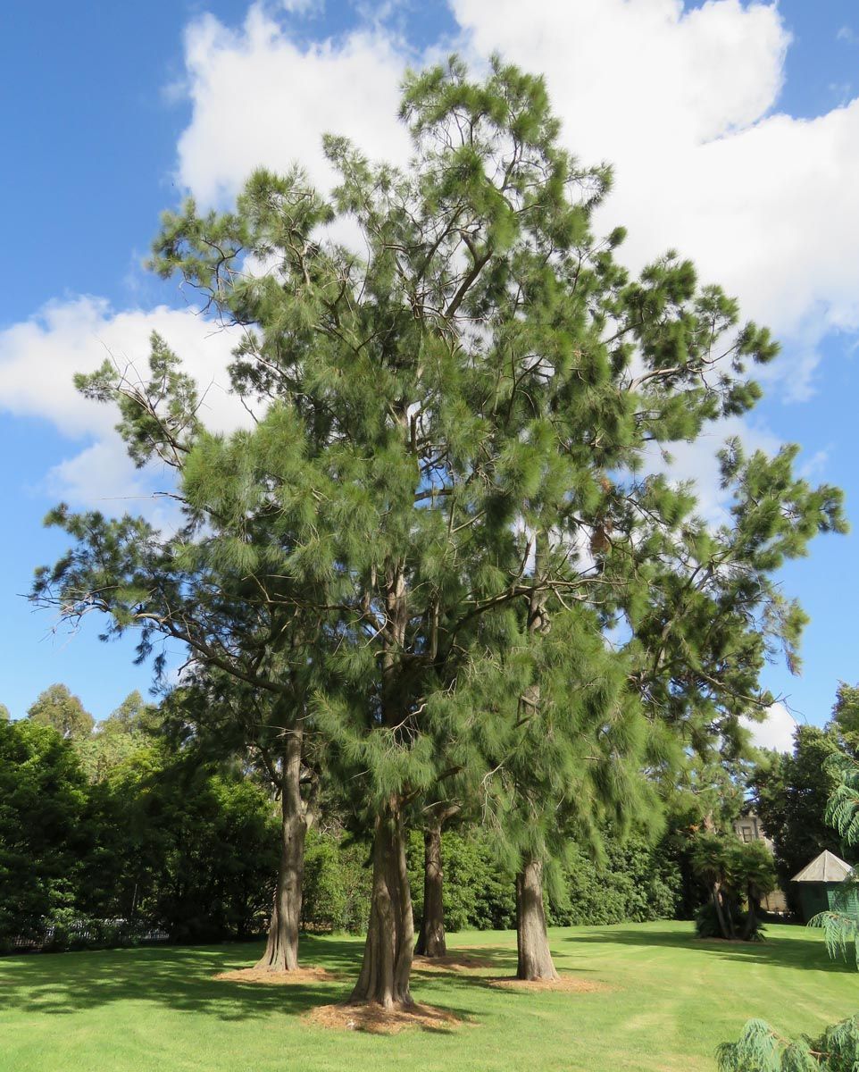 Casuarina cunninghamiana (River She-oak), a tall tree with drooping green foliage and thick trunks, growing on a lawn under a blue sky.